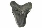 Bargain, Fossil Megalodon Tooth - South Carolina #124751-1
